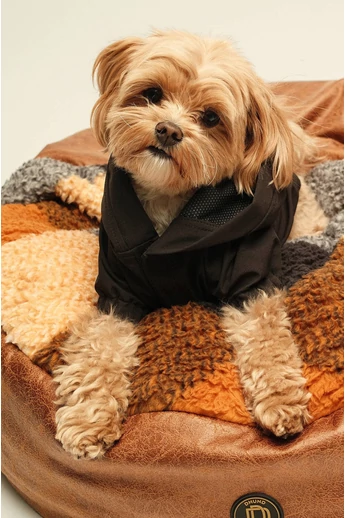 POLLO BEBÚJÓS FEKHELY