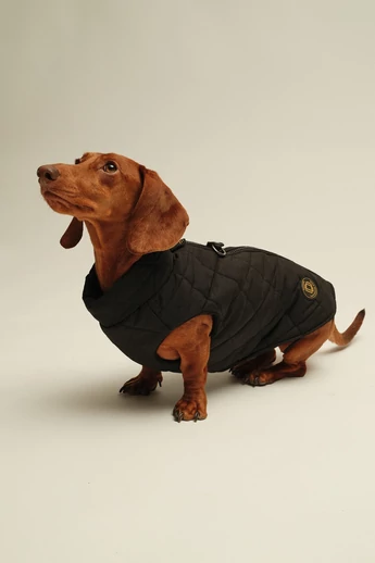 ZIRMA TACSKÓ KUTYARUHA ROMBUSZOS BEÉPÍTETT HÁMMAL 