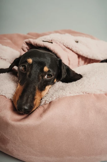 POLLO BEBÚJÓS FEKHELY