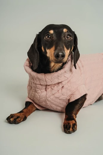 FAUNA TACSKÓ PULÓVER