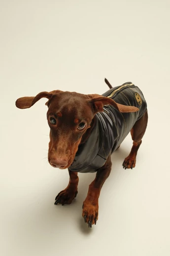 ZIRMA TACSKÓ KUTYARUHA BEÉPÍTETT HÁMMAL (KISLÁNY VERZIÓ)