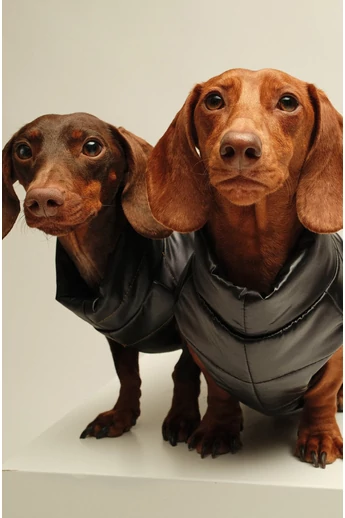 ZIRMA TACSKÓ KUTYARUHA BEÉPÍTETT HÁMMAL 