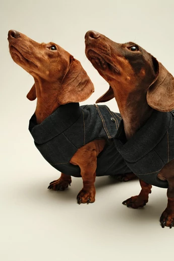 ZIRMA JEANS TACSKÓ KUTYARUHA BEÉPÍTETT HÁMMAL 