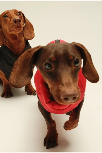 ZIRMA TACSKÓ KUTYARUHA BEÉPÍTETT HÁMMAL (KISLÁNY VERZIÓ)