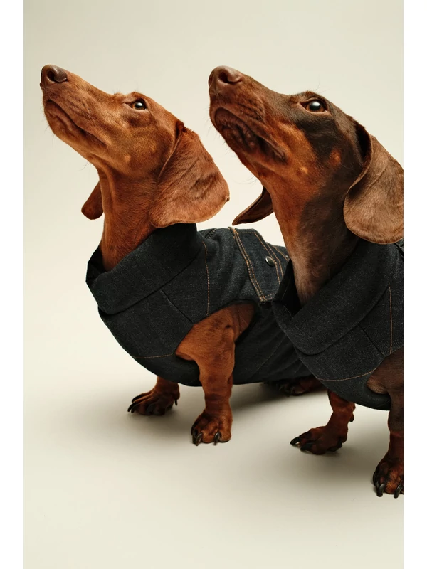 ZIRMA JEANS TACSKÓ KUTYARUHA BEÉPÍTETT HÁMMAL 